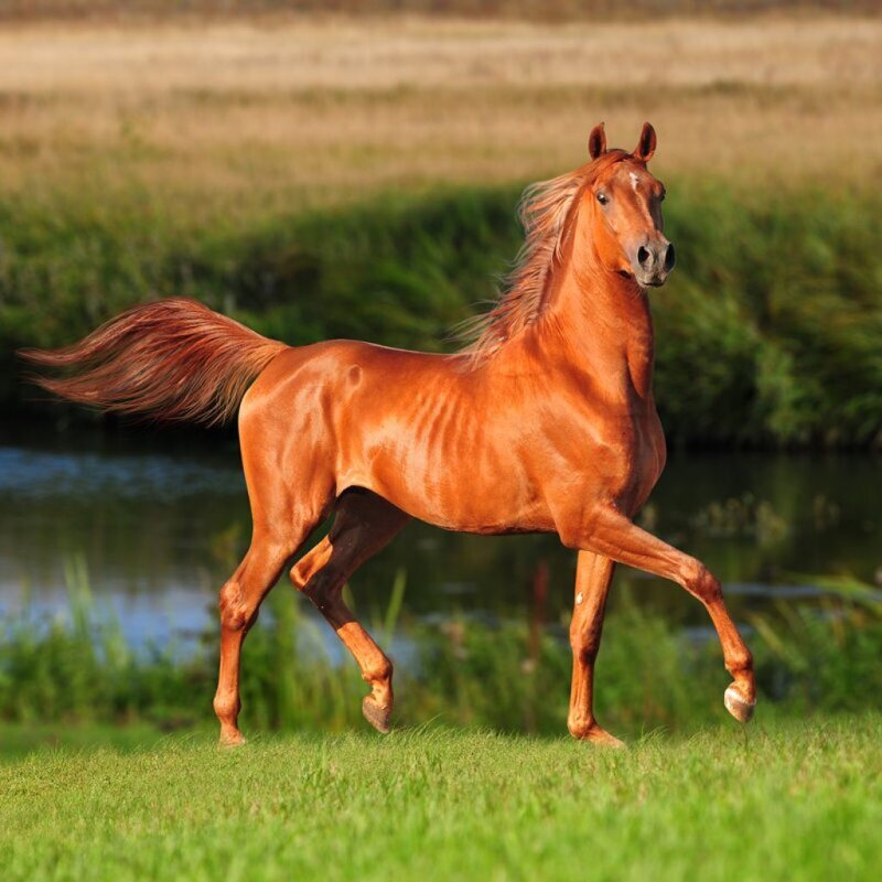 Рыжая масть лошади