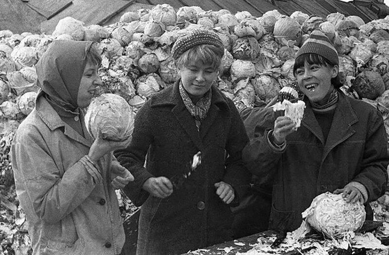 Студентки Московского энергетического института (МЭИ) перебирают капусту на овощной базе, СССР, октябрь 1967 года