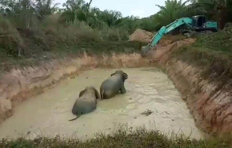 Слоны при помощи экскаватора выбрались из грязного пруда в Индии