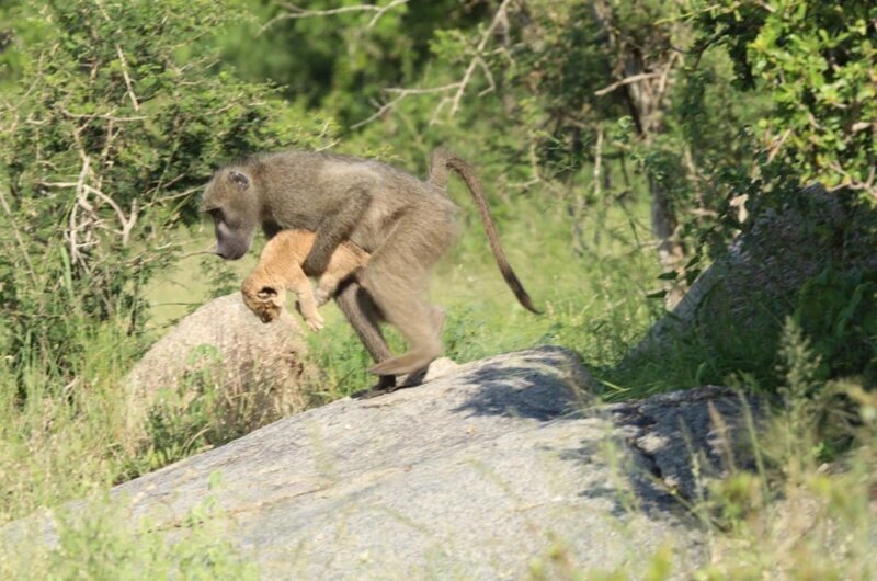 Бабуин и львенок