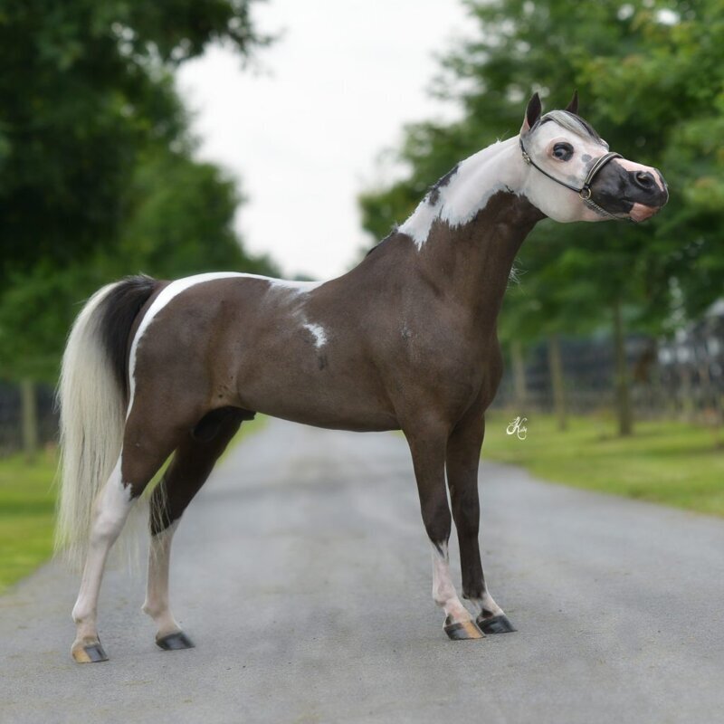 Американская миниатюрная лошадь