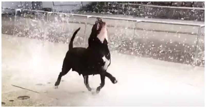 Довольная собака ловит струи воды фонтана