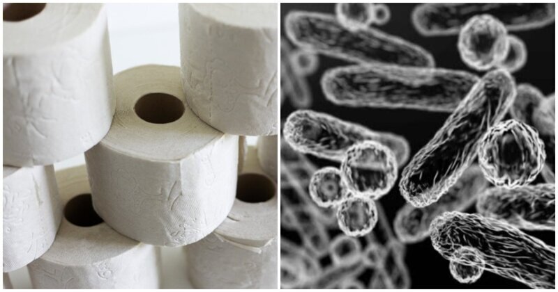 Роскачество обнаружило в российской туалетной бумаге бактерии кишечной палочки