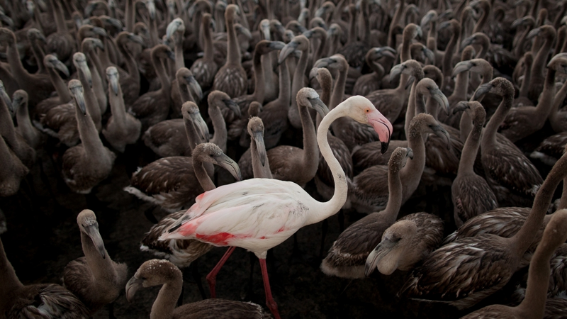 Фламинго: Перевёрнутое лицо и жизнь в химическом Аду