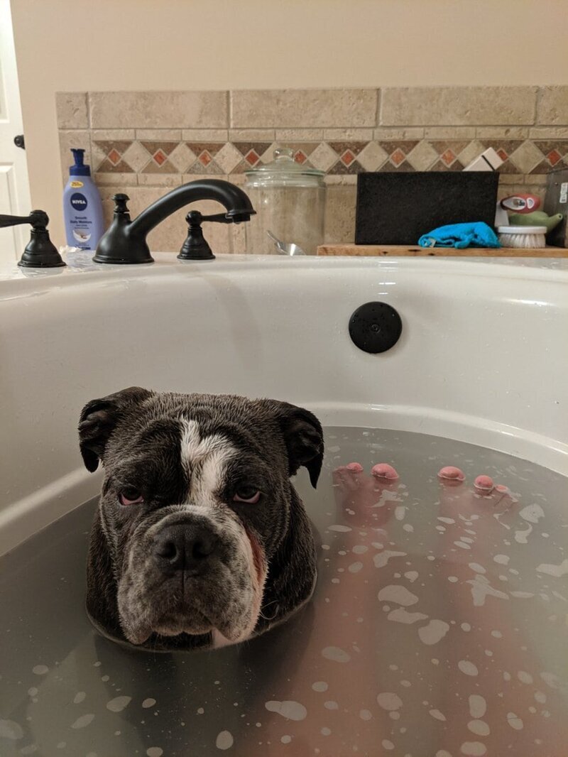 «Каждый раз, когда кто-то моется в ванной, Блу считает, что ему тоже нужно туда залезть»