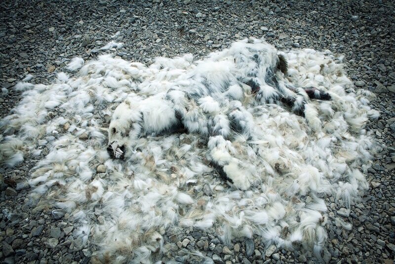 Останки молодого медведя, погибшего от голода. Быстрое отступление морского льда, где белые медведи привыкли охотиться на тюленей, приводит к периодам, когда животные терпят голод и в итоге гибнут. Остров Бичи, канадская Арктика 2008.