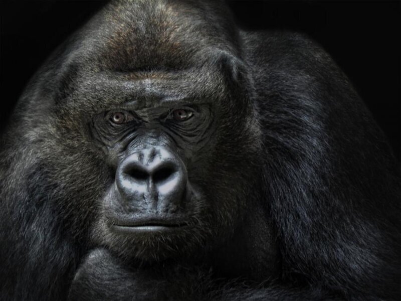 В Миннесоте, США, гориллы могут путешествовать в автомобиле, но только на пассажирском сиденье рядом с водителем. 
