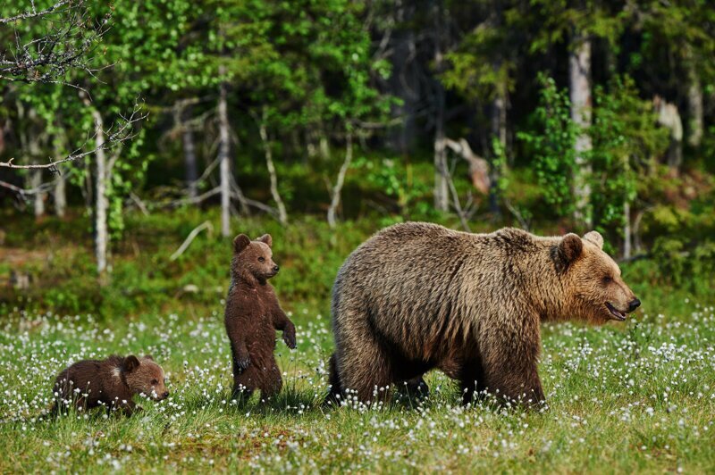 brown bears cubs three 3 grass 529099