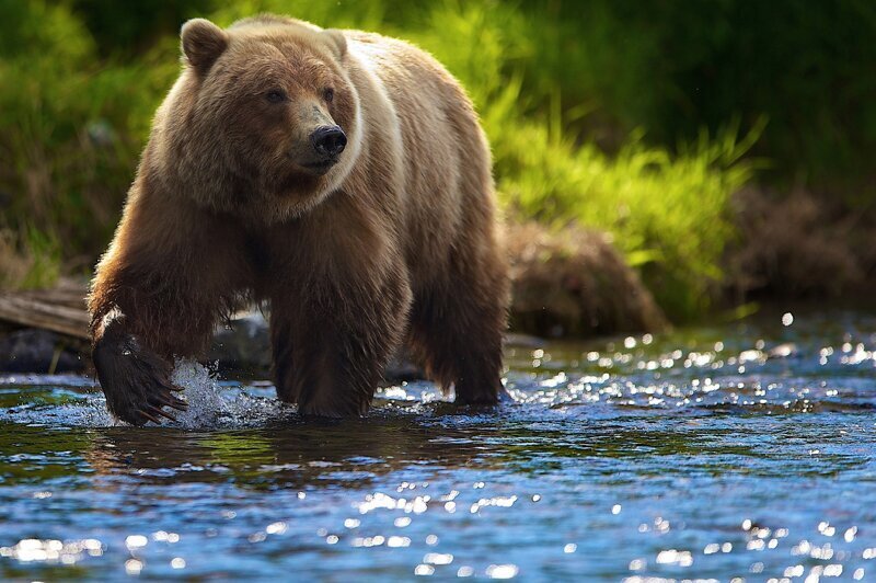 Бурый медведь и интересные факты о нем