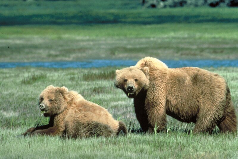 grizzly bears glacier national park montana