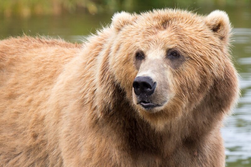 Бурый медведь и интересные факты о нем