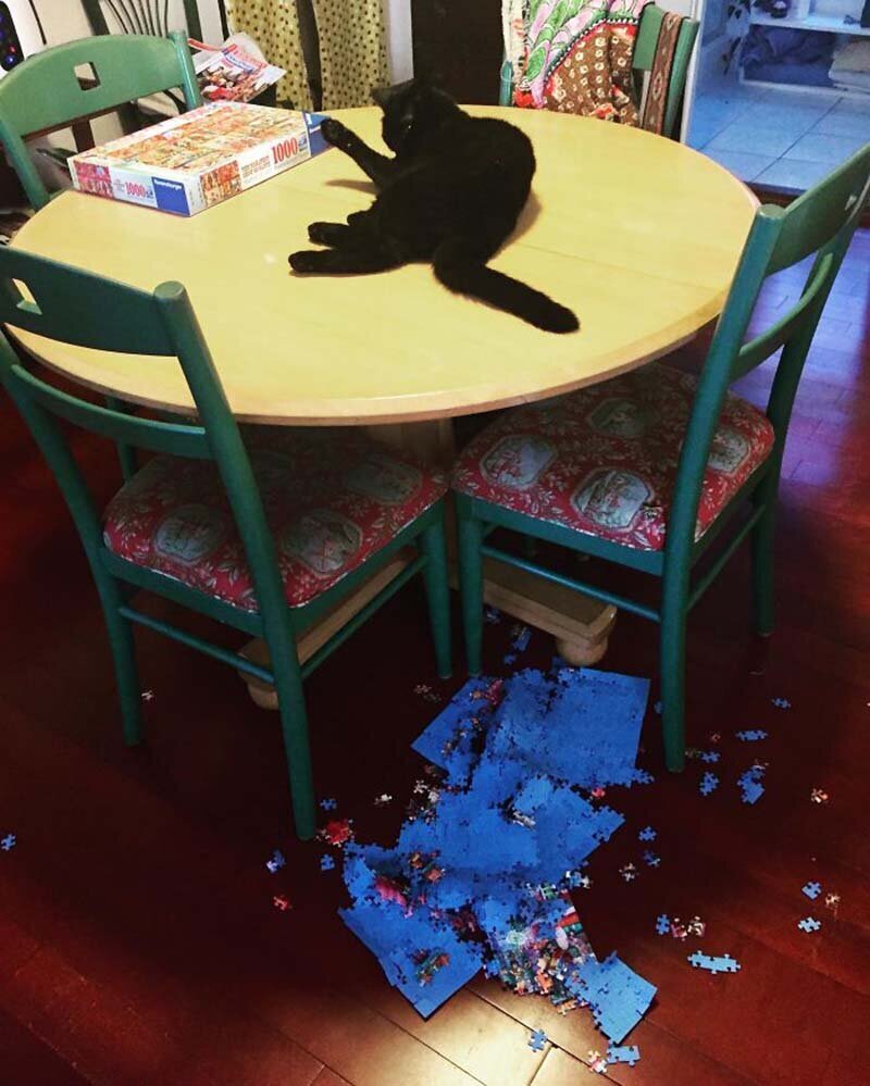 7. Некоторые кошки абсолютно не ценят чужой труд — недельная работа оказалась под столом