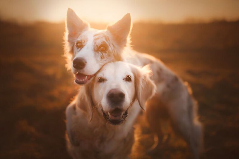 Собаки как люди: трогательные портреты друзей человека
