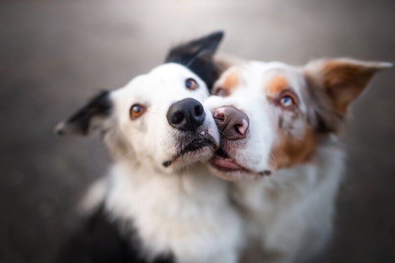 Собаки как люди: трогательные портреты друзей человека