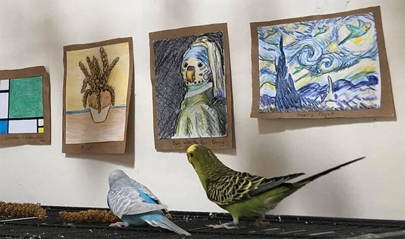 Женщина создала художественную галерею для волнистых попугаев