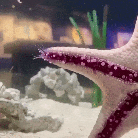 Как передвигаются морские звёзды Как передвигаются морские звёзды
