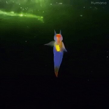 Очень редкий морской ангел, недавно обнаруженный в водах на севере России