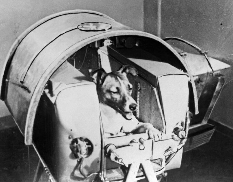 Собака по имени Лайка, первое живое существо, когда-либо отправленное в космос, сидит на борту советского космического корабля «Спутник-2», запущенного из Казахстана 3 ноября 1957 года