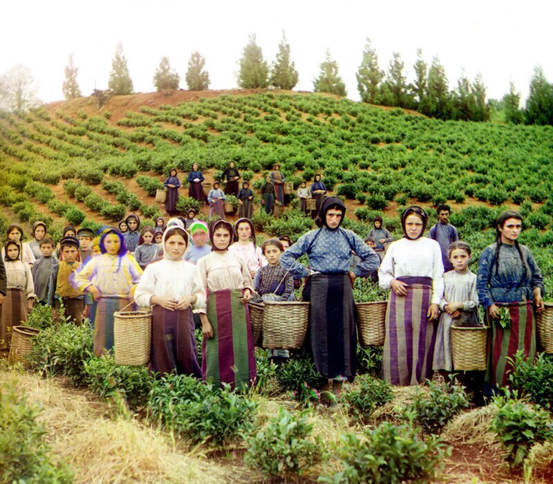 Грузинские женщины собирают чай на плантации около Чаквы, 1910 год