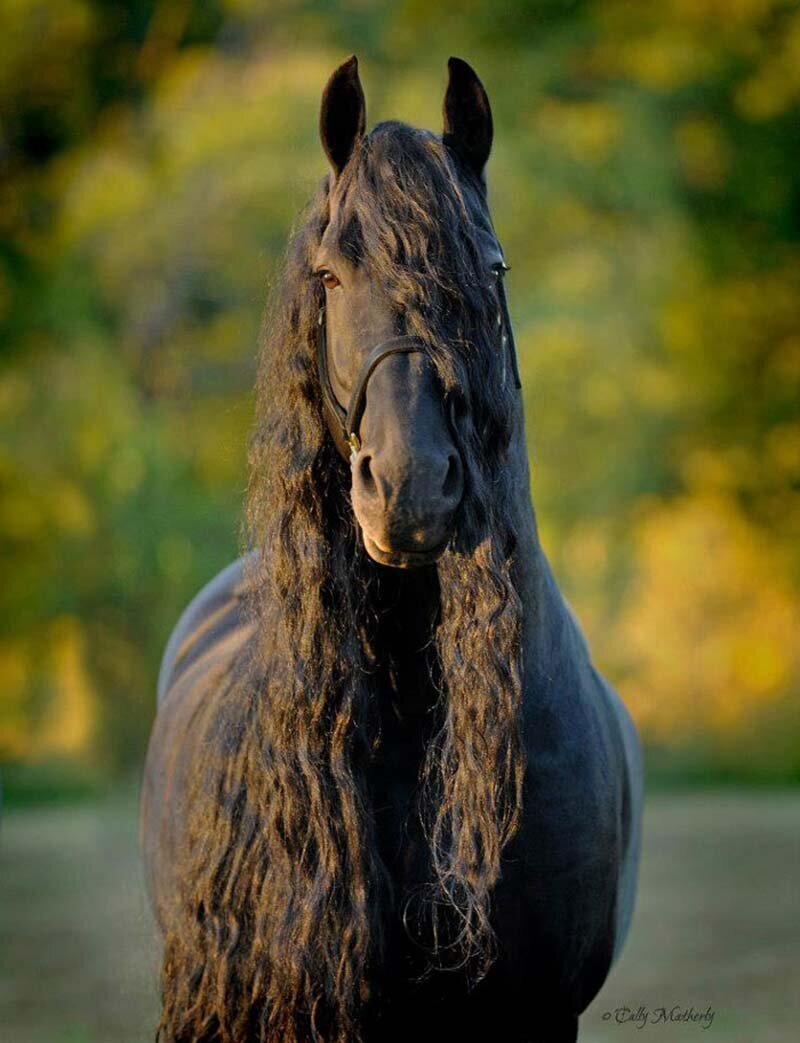 Фото лошади в хорошем качестве с длинной гривой