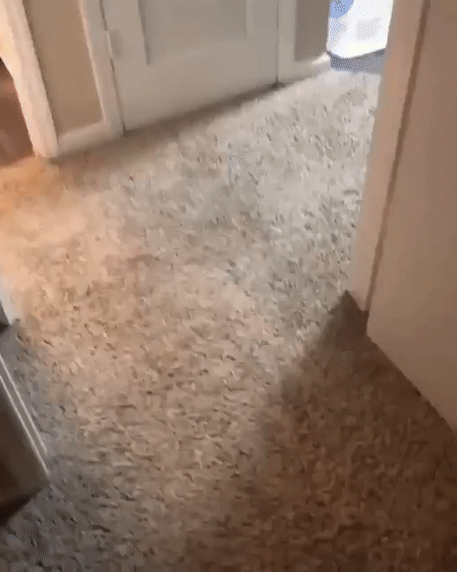 Чем занимаются коты в отсутствие хозяев