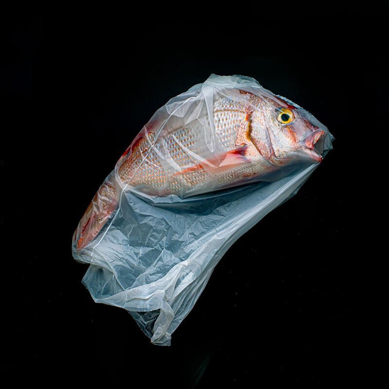 Фотография Хорхе Рейнала мертвой рыбы в полиэтиленовом пакете стала победителем в категории «Натюрморт». Изображение призвано подчеркнуть кризис, затрагивающий океаны. (Фото JORGE REYNAL):
