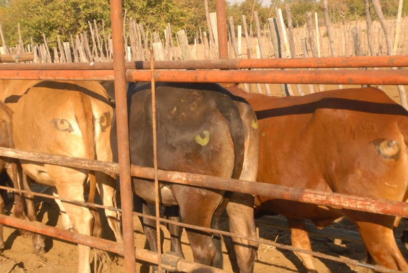 Зачем коровам рисуют глаза на попе?