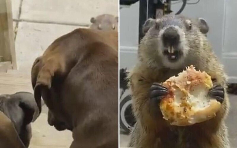 Сурок  устроил показательное поедание куска пиццы на глазах у собак