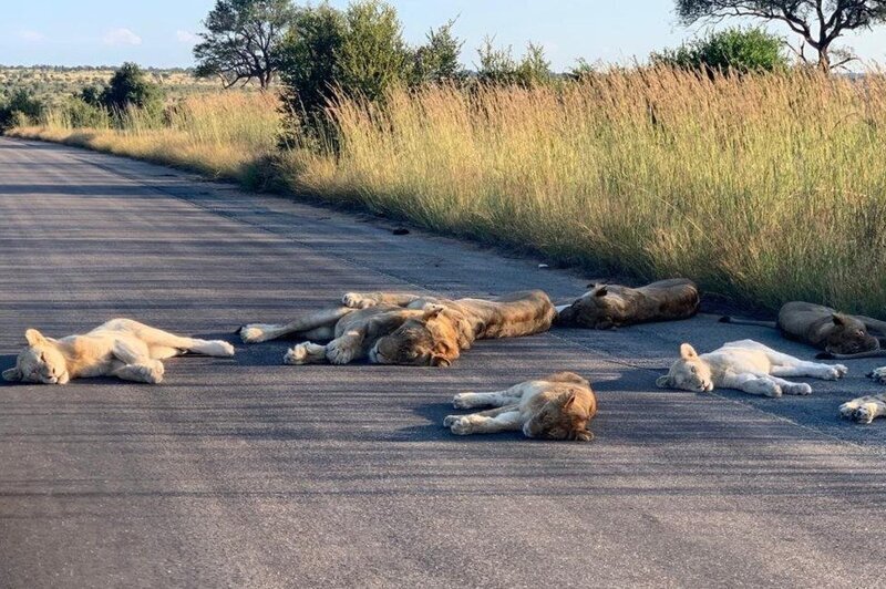 Львы вздремнули на дороге