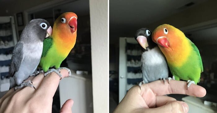 Яркий попугай и его прелестная возлюбленная стали родителями