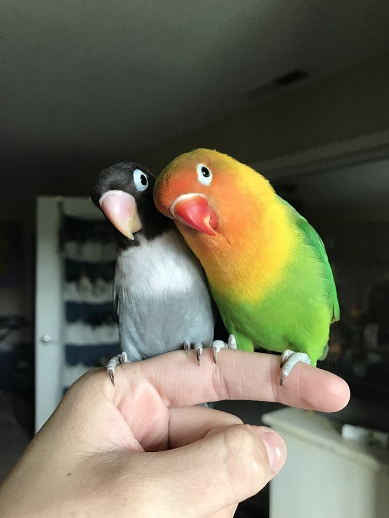 Яркий попугай и его прелестная возлюбленная стали родителями