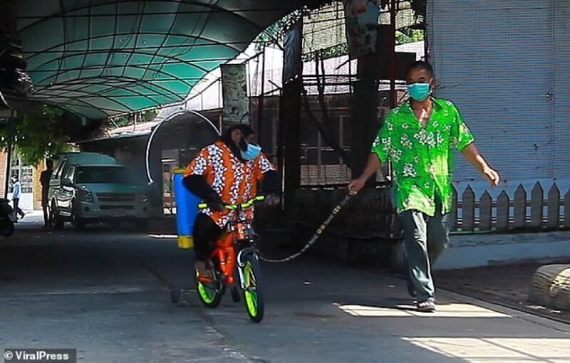 Публика в ярости: шимпанзе из тайского зоопарка продезинфицировал улицы на велосипеде