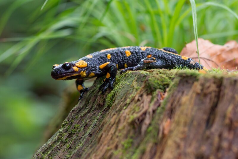 Огненная саламандра и интересные факты о ней