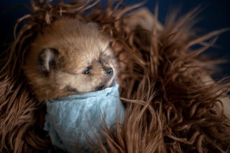 Мимишность зашкаливает: чудесная фотосессия новорожденных щенков