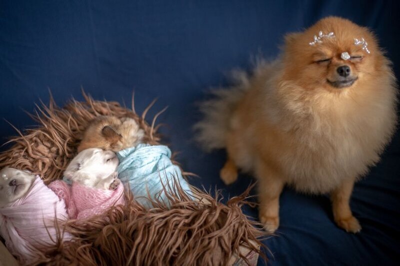 Мимишность зашкаливает: чудесная фотосессия новорожденных щенков