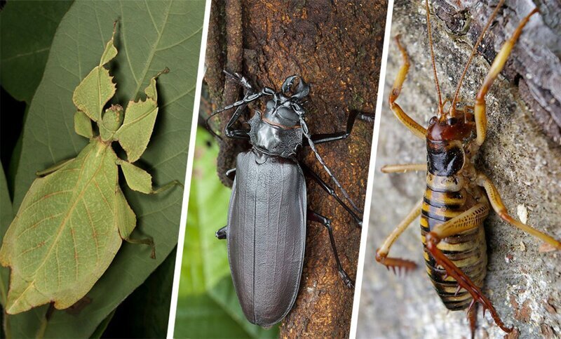 Самые большие насекомые в мире
