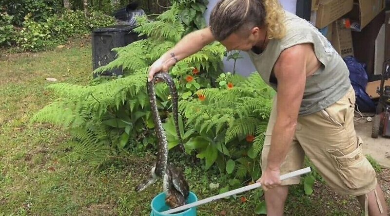 Мужчина спас змею от ядовитой жабы