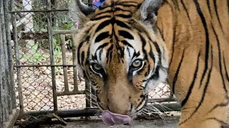 Животные зоопарка Пхукета остались брошенными и голодными