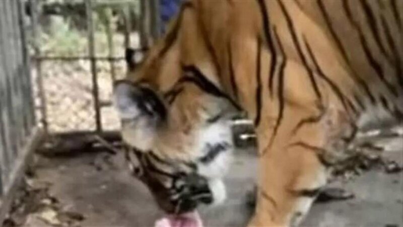 Животные зоопарка Пхукета остались брошенными и голодными
