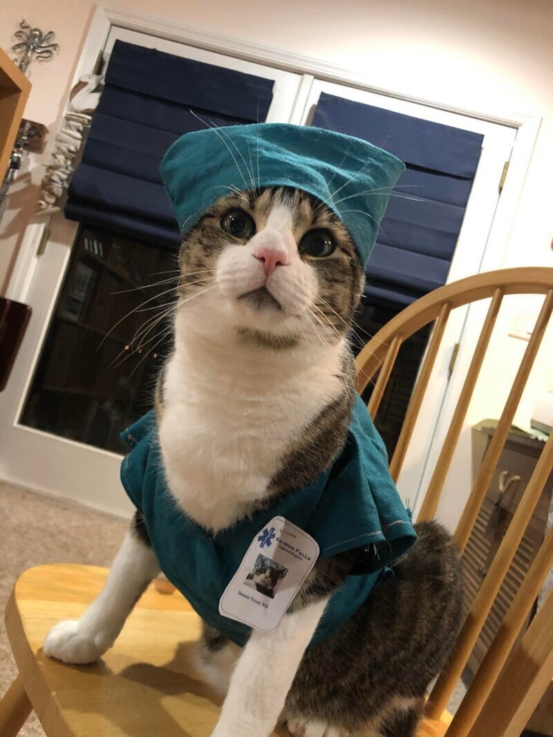 Кошка доктор