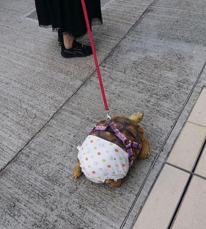 Черепаха на выгуле