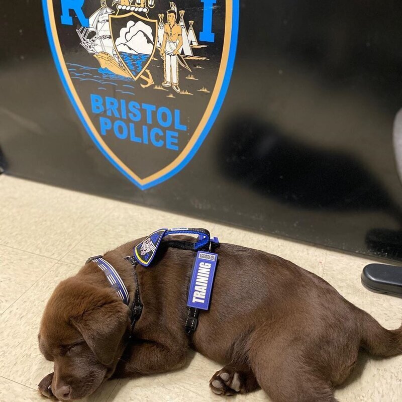 Быть полицейской собакой, конечно, круто, но спать тоже хорошо