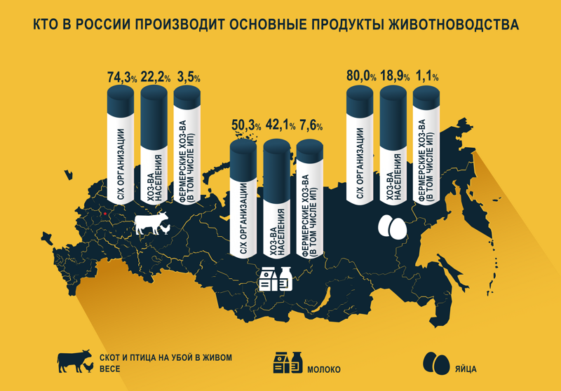 Кто в России производит основные продукты животноводства?