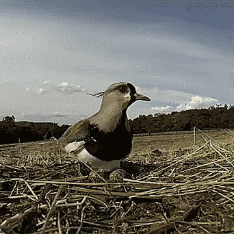 Гифки разные Гифки разные