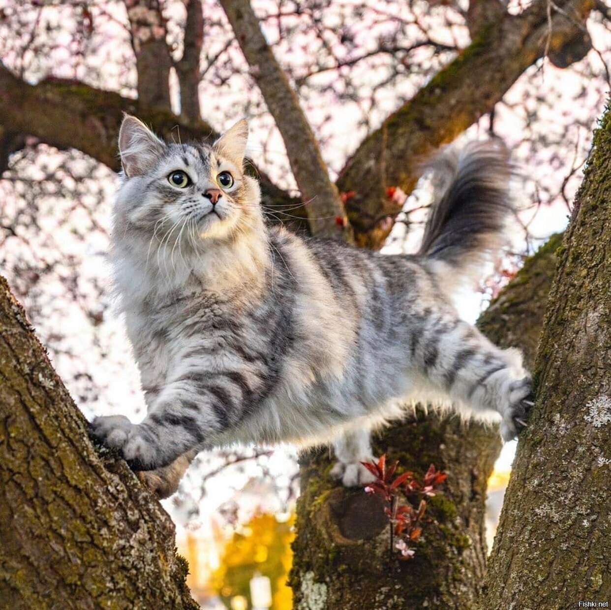 Сибирская Рейнхарт кошка