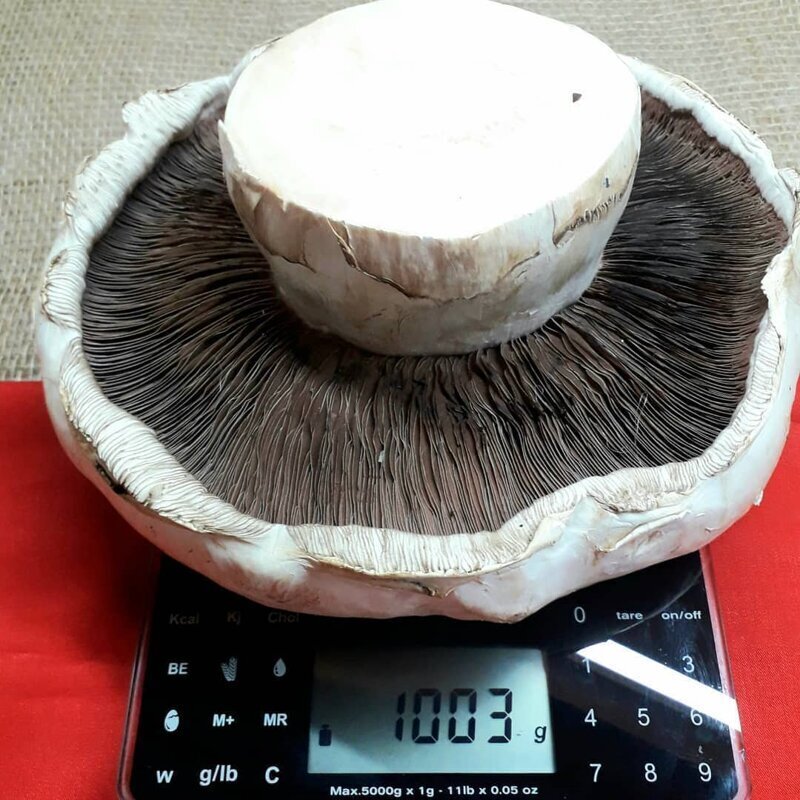 При снятии с грибницы грибочек весил 1,240 кг