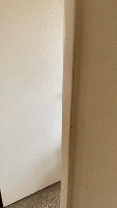 Обезумевший котик