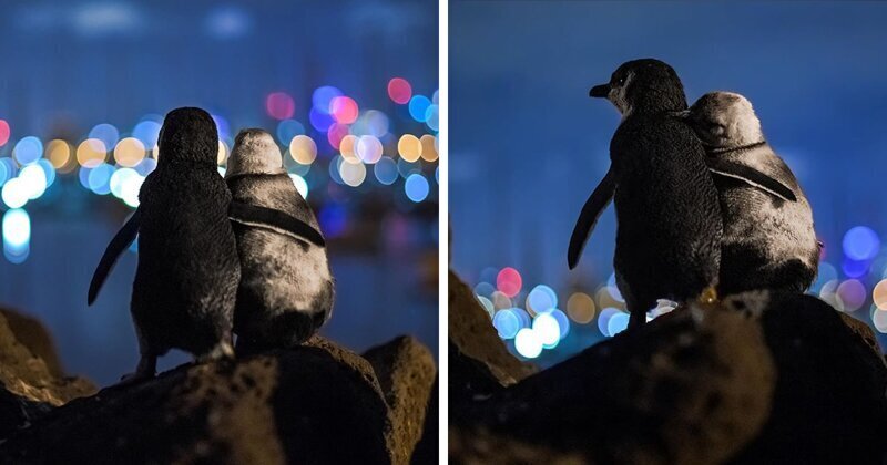 Овдовевшие пингвины на фоне вечернего Мельбурна
