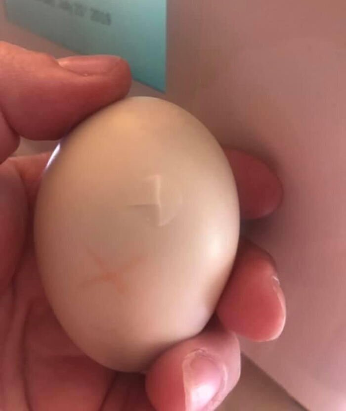 Женщина нашла яйцо в разоренном гнезде, и не смогла оставить его