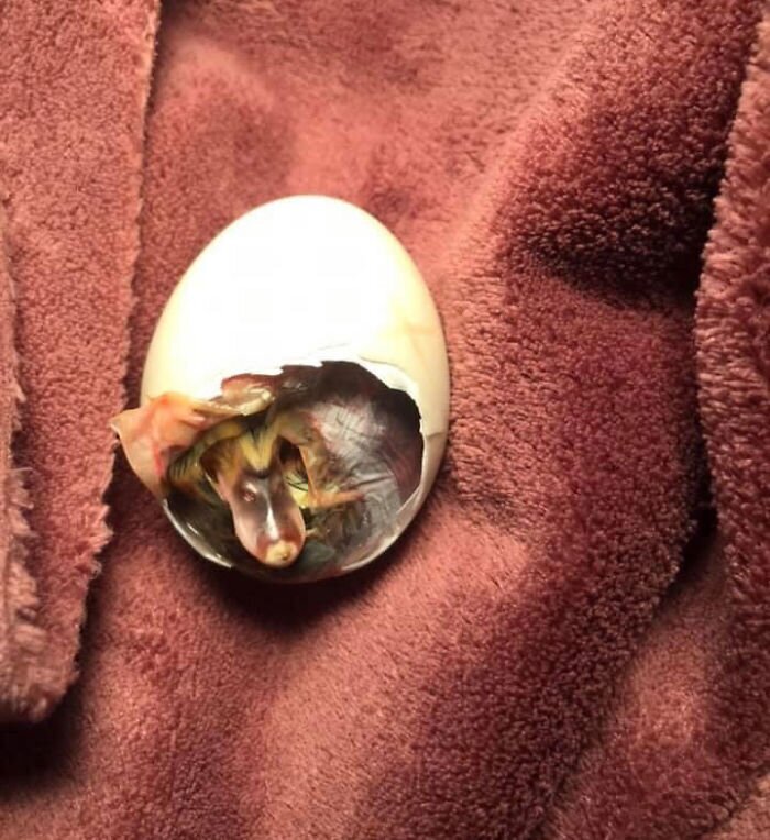 Женщина нашла яйцо в разоренном гнезде, и не смогла оставить его